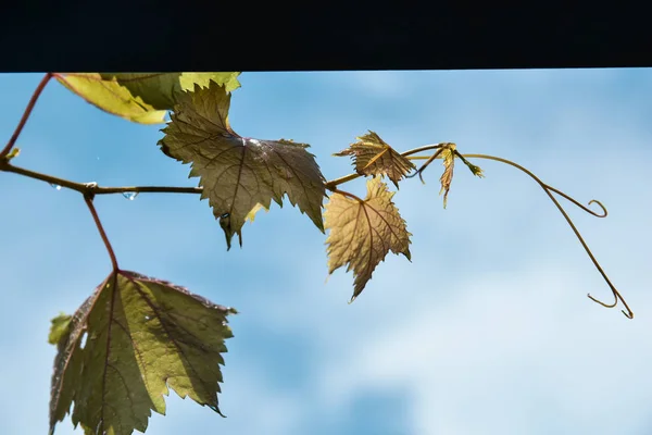 Fresh Green Grapes Left — Stock Photo, Image