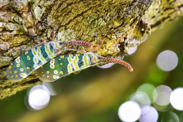 Laterne Fliegen Insekt Auf Baum Mit Grünem Hintergrund Der Natur — Stockfoto