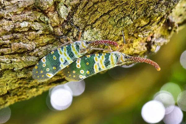Lantaarn Fly Insect Boom Met Groene Achtergrond Natuur — Stockfoto