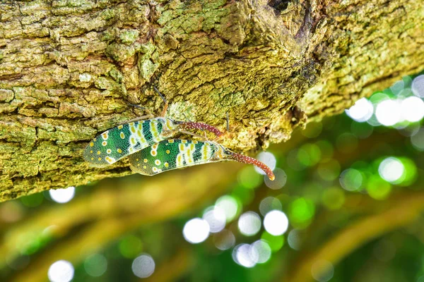 自然の緑の背景を持つツリー上のランタン飛ぶ虫 — ストック写真