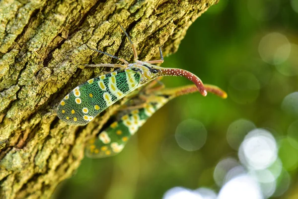 自然の緑の背景を持つツリー上のランタン飛ぶ虫 — ストック写真