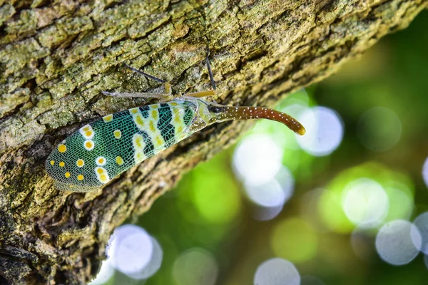 自然の緑の背景を持つツリー上のランタン飛ぶ虫 — ストック写真