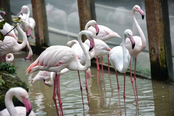 Flamingo — Stok fotoğraf