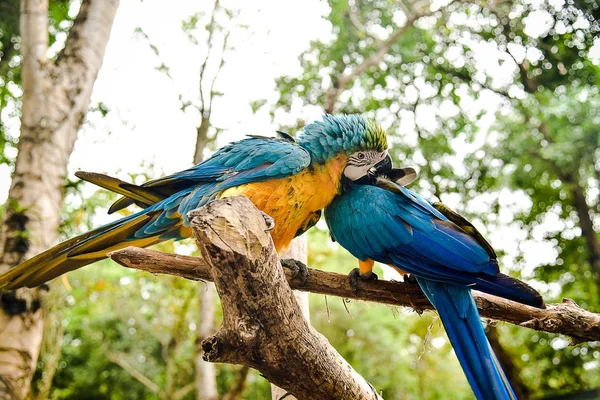 Macaw Parrot Bird — Stock Photo, Image