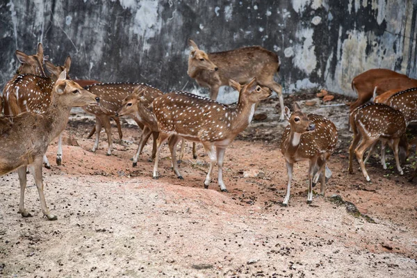 Yong Deer Zoológico —  Fotos de Stock