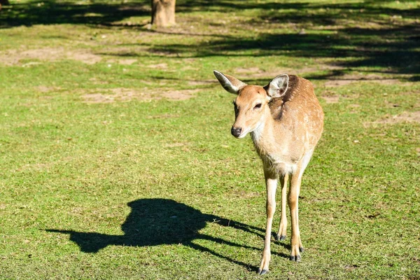 赤い鹿 — ストック写真