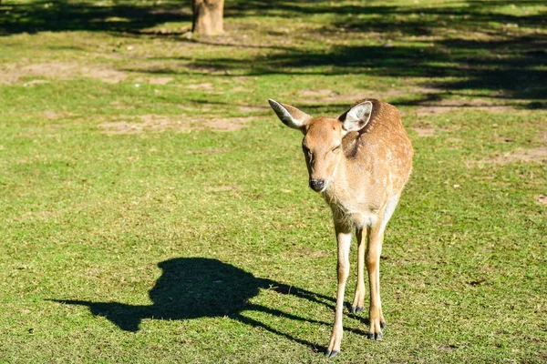 Cerf rouge — Photo