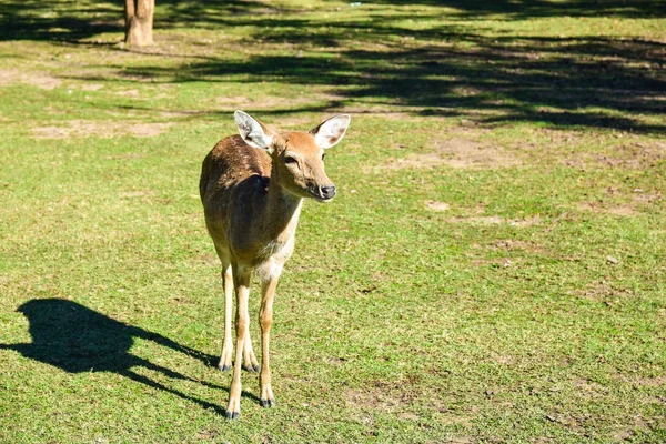 赤い鹿 — ストック写真