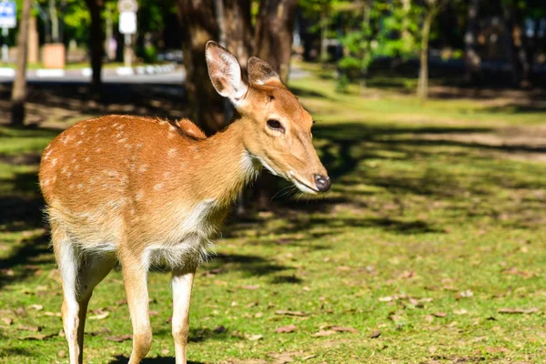 Cerf rouge — Photo