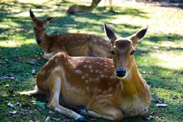 Cerf rouge — Photo