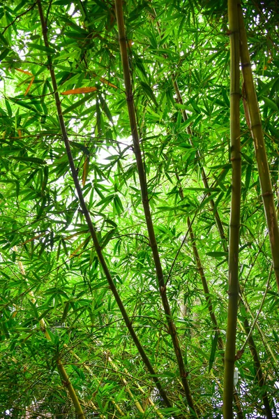 Floresta de bambu — Fotografia de Stock