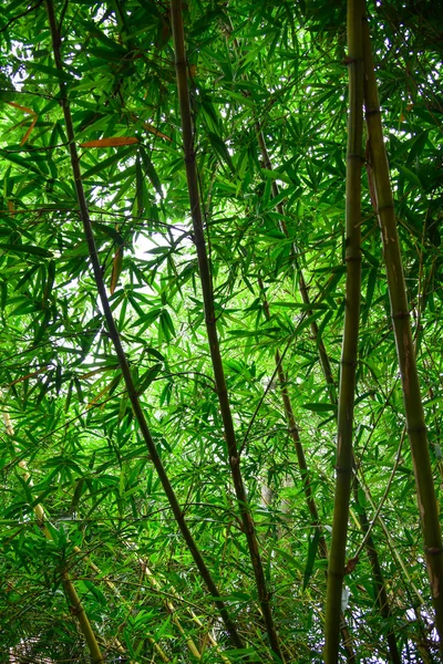 Bosque Bambú Árbol Verde —  Fotos de Stock