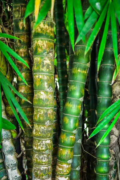 Зелене Дерево Бамбуковий Ліс — стокове фото