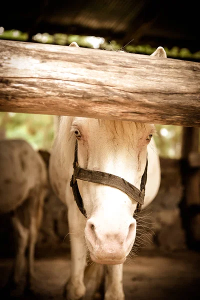 Hermoso caballo blanco — Foto de Stock