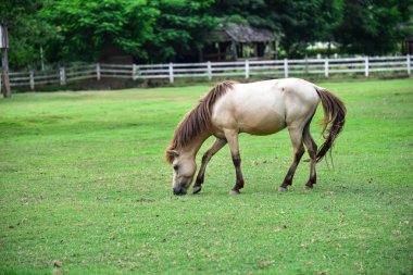 White horse ayakta çimenlerin üzerinde.
