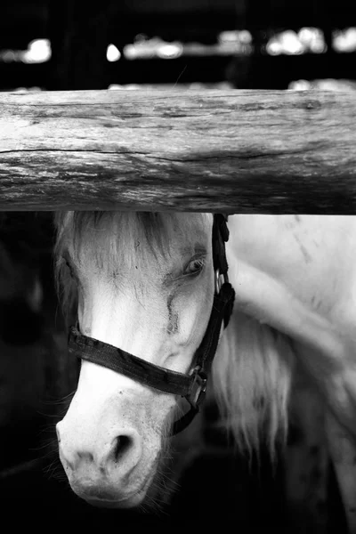 Hermoso caballo blanco — Foto de Stock