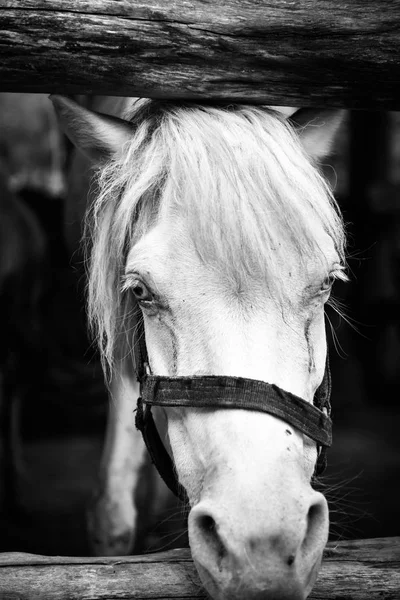 Hermoso caballo blanco — Foto de Stock