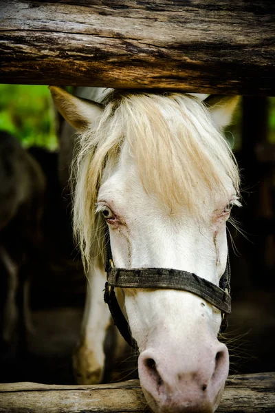 Hermoso caballo blanco — Foto de Stock