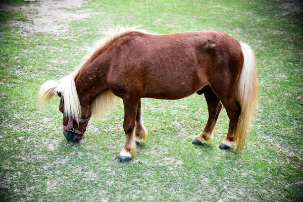 Caballo Enano Pastizal Verde — Foto de Stock