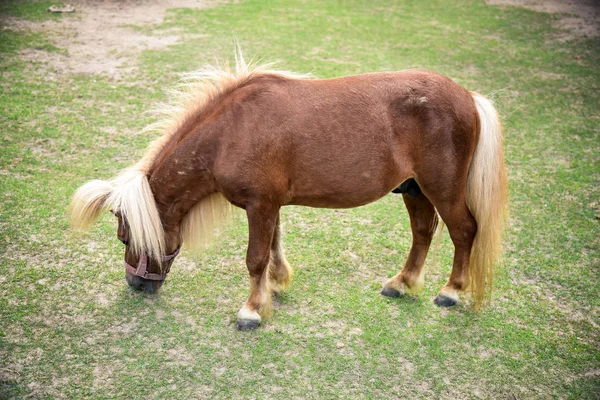 Dwarf horse  pasture — Stock Photo, Image