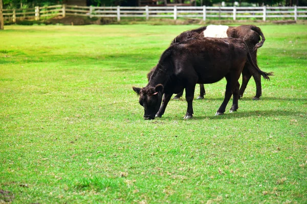 Pasoucí Krávy Farmě — Stock fotografie