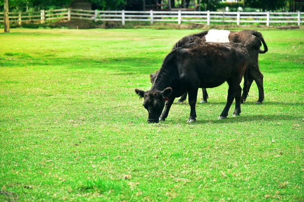 Vacas que pastan — Foto de Stock