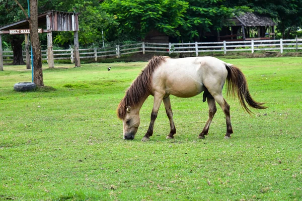 Белая лошадь на траве . — стоковое фото
