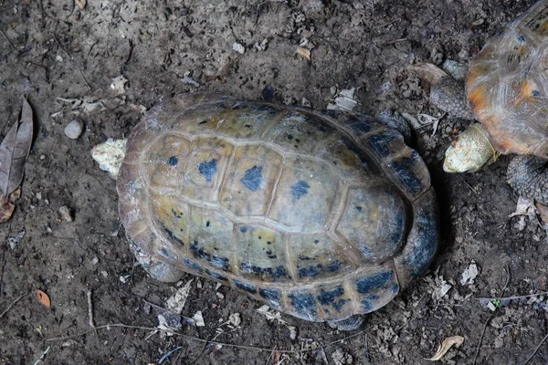 Kaplumbağa — Stok fotoğraf