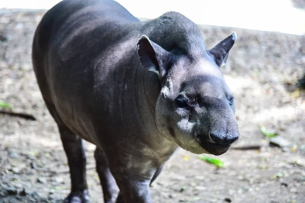 Tapir — Stock Photo, Image