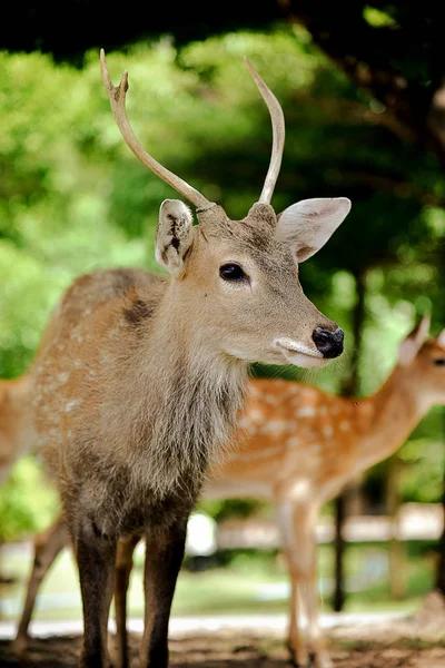 Rödhjort — Stockfoto