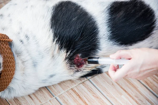 Femme vétérinaire nettoyage blessure au chien — Photo