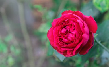 pembe gül çiçeği