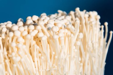 enoki mantar, altın iğne mantar