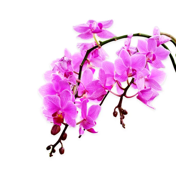 Beautiful purple Phalaenopsis orchid flowers, isolated on white — Stock Photo, Image