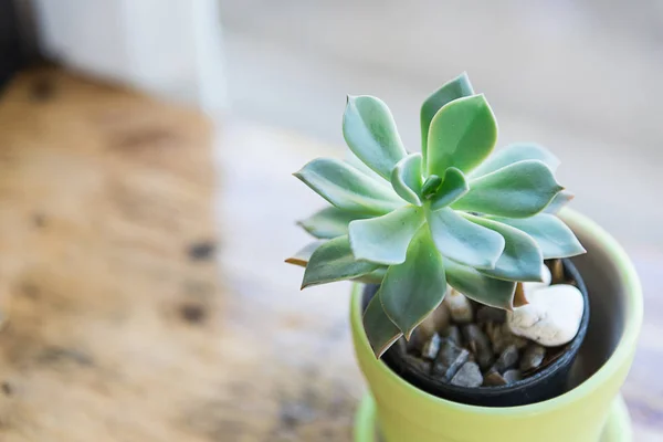 Cactus potten — Stockfoto