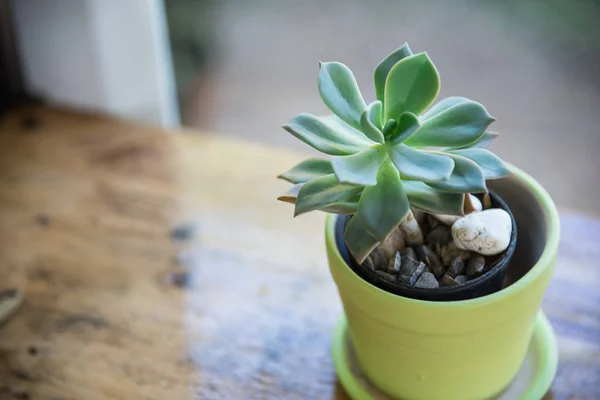 Cactus pot — Stock Photo, Image