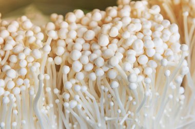 enoki mantar, altın iğne mantar