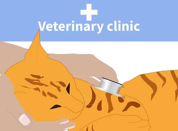 Veterinario Che Esamina Gattino Ospedale Animali Illustrazione Vettoriale Punti — Vettoriale Stock