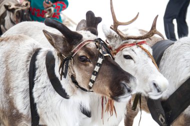 geyik Kuzey Rusya'da