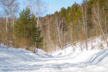 Karışık bir ormanda bahar