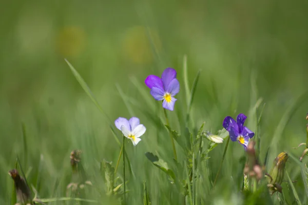 Violete sălbatice în pajiște de primăvară 2 — Fotografie, imagine de stoc