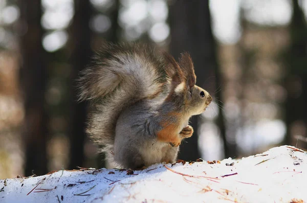 Squirrel melihat orang datang — Stok Foto