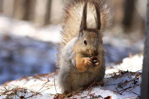 Squirrel dengan kaki terlipat — Stok Foto
