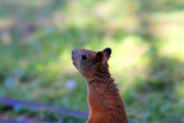Kızıl sincap boynunu uzatılmış