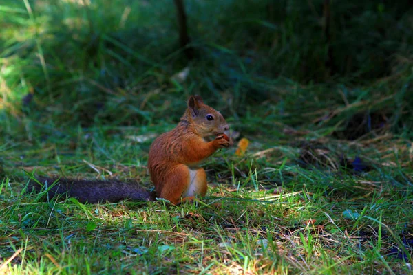 Squirrel gnaws a nut 2 — Stock Photo, Image