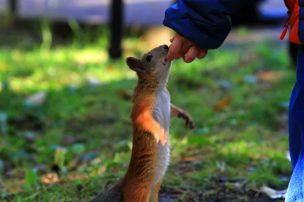 Θηλασμός ένα σκίουρο καρύδια — Φωτογραφία Αρχείου