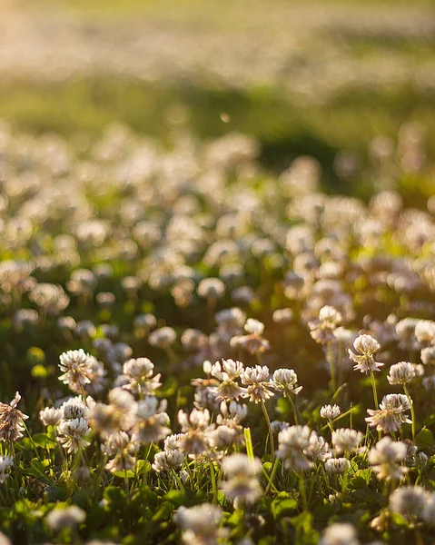 Yeşil çimenli ve yoncalı güneşli çayır.