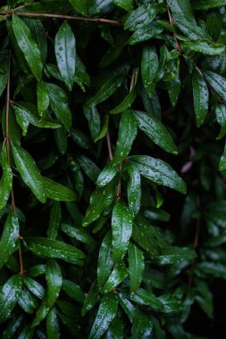Yağmurdan sonra nar ağacının yaprakları.