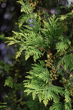 selvi dalları yakın plan.