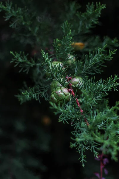 어두운 배경에 원추체가 사이프러스 나뭇가지 — 스톡 사진